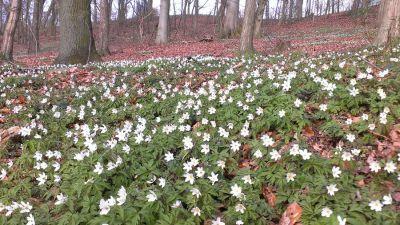 2014 04 02 wiosna w parku 01